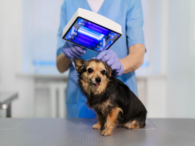 Pet ID Microchips in Today's Market: Emerging Trends & Insights