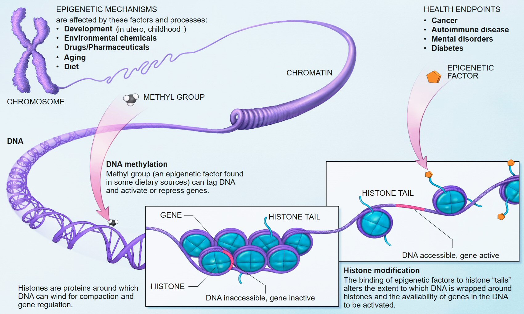 Epigenetics Market