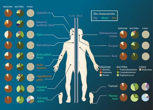 human microbiome market