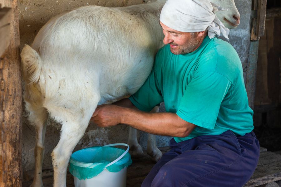 Goat Milk Market