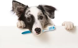 Pet Oral Care Products Market