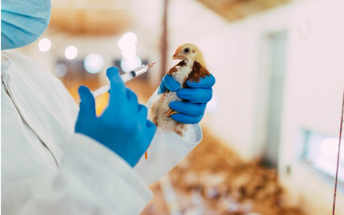 Poultry Vaccine Market is estimated to grow at a CAGR of % from 2021 to  2028. - The Insight Partners
