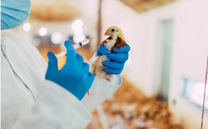 Poultry Vaccines Market