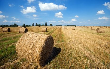 Timothy Hay