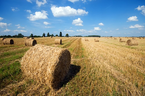 Timothy Hay